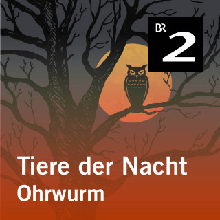Silke Wolfrum: Tiere der Nacht: Ohrwurm