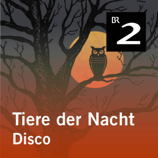 Silke Wolfrum: Tiere der Nacht: Disco