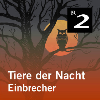 Silke Wolfrum: Tiere der Nacht: Einbrecher