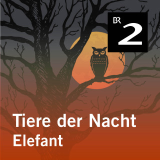 Silke Wolfrum: Tiere der Nacht: Elefant