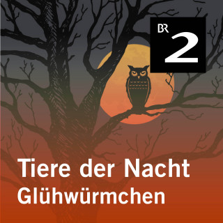 Silke Wolfrum: Tiere der Nacht: Glühwürmchen