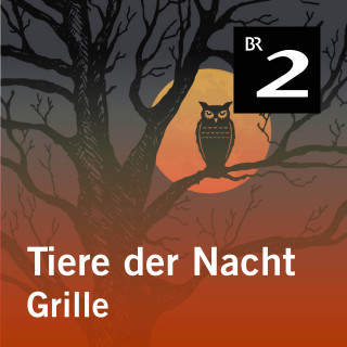 Silke Wolfrum: Tiere der Nacht: Grille