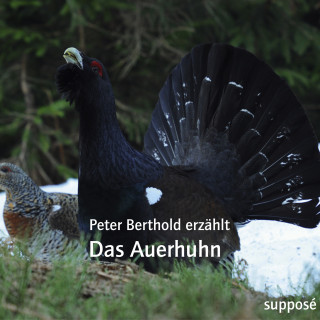 Peter Berthold, Klaus Sander: Das Auerhuhn