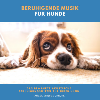 Neil Aniston: Beruhigende Musik für Hunde