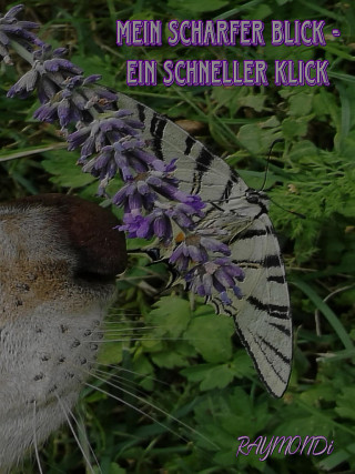 RAYMONDi: mein _scharfer_BLICK☆ein_schneller-KLICK☆IDEE+GLÜCK