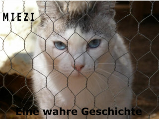 Judith Cramer: Miezi – Eine wahre Katzengeschichte