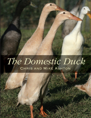 Mike Ashton: Domestic Duck