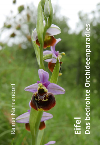 Rainer Nahrendorf: Eifel - Das bedrohte Orchideenparadies