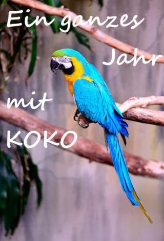 Rosi Fee: Ein ganzes Jahr mit Koko
