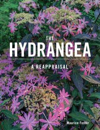 Maurice Foster: The Hydrangea