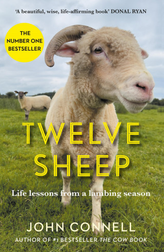 John Connell: Twelve Sheep