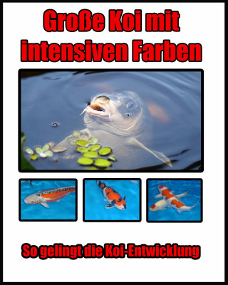 Eric Wicker: Große Koi mit intensiven Farben