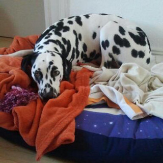 Drachenlady: Vom Glück einen Hund zu haben