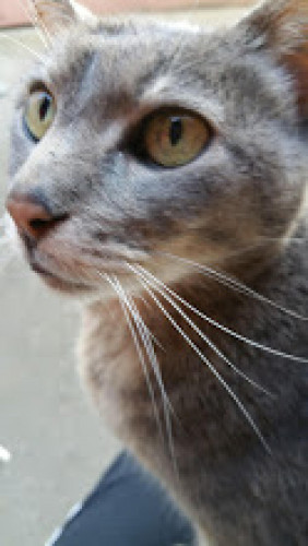 lucy di luna: Wenn Nachts die Träume Hüter sind im Paradies und auf Erden