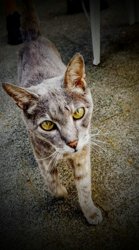 lucy di luna: Lumpesi macht sich auf zur Regenbogenbrücke