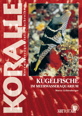 Marco Lichtenberger: Kugelfische im Meerwasseraquarium