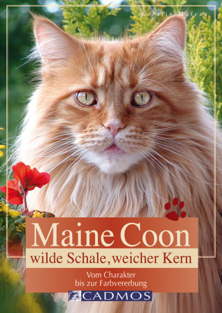 Kerstin Malcus: Maine Coon - Wilde Schale weicher Kern