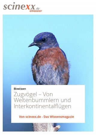 Kerstin Höhfeld: Zugvögel