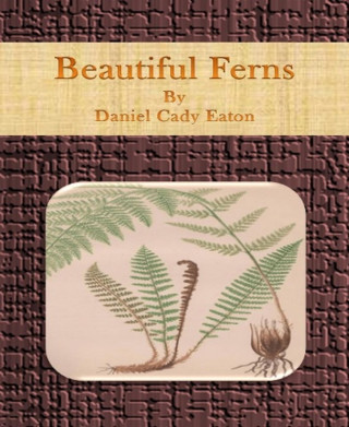 Daniel Cady Eaton: Beautiful Ferns