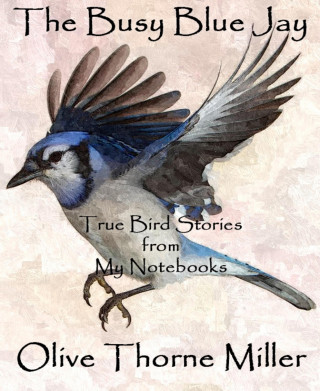 Olive Thorne Miller: The Busy Blue Jay